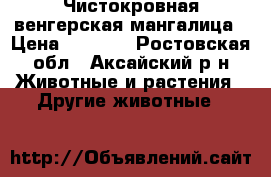 Чистокровная венгерская мангалица › Цена ­ 6 000 - Ростовская обл., Аксайский р-н Животные и растения » Другие животные   